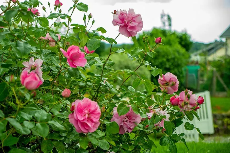 Conception de jardin personnaliséwebp